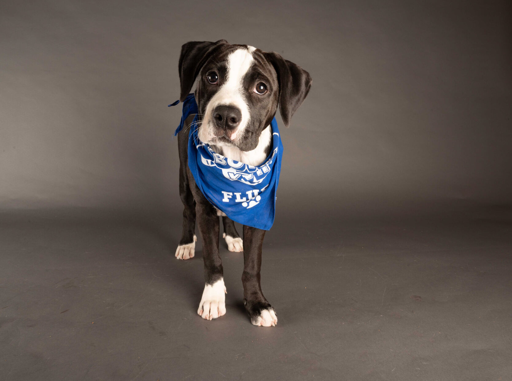 PUPPY BOWL XVII